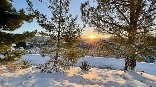 Sun shining through trees on snow covered field