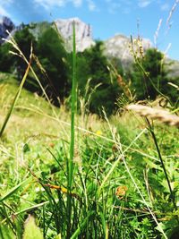 Close-up of grass in field