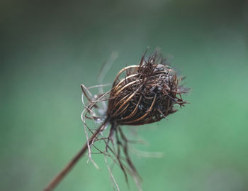 Close-up of dried plant