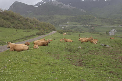 Flock of sheep on grassy field