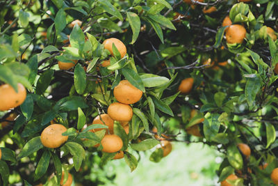 Fruits growing on tree