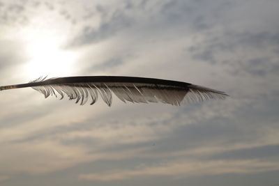 Low angle view of bird flying against sky
