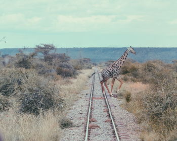 A lone giraffe crossing a rail line in magadi, rift valley, kenya