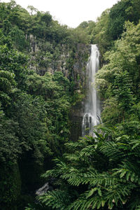 Scenic view of waterfall in forest