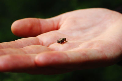 Close-up of hand holding small frog