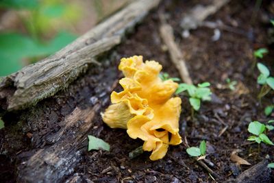 Close-up of yellow flowers