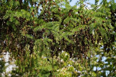 Close-up of moss growing on tree