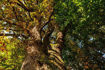 Low angle view of trees against sky