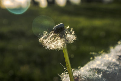 Close-up of dandelion flower on field