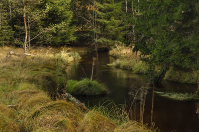 Scenic view of lake in forest