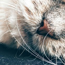 Close-up of cat on footpath