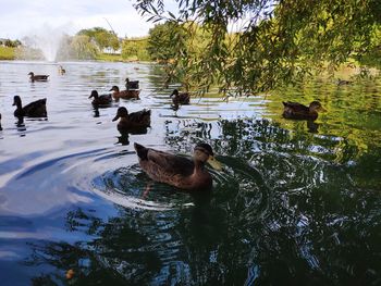 Ducks swimming in lake
