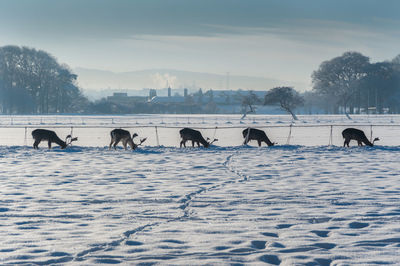 A group of five deer in search for food covered under snow. town in background.
