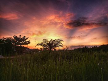 Plants growing on field against sky during sunset