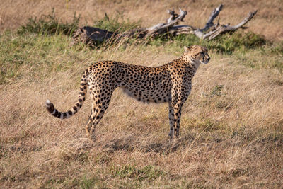 Cheetah standing on field in zoo