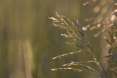 Close-up of stalks in field