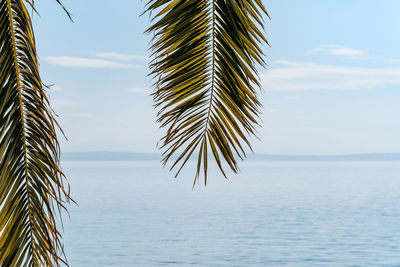 Palm tree by sea against sky