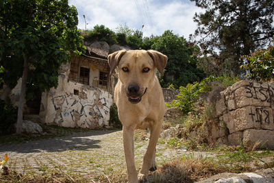 Portrait of dog standing against trees