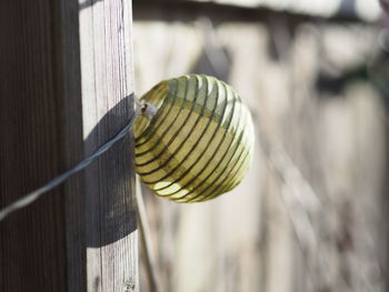 Close-up of shell on wood