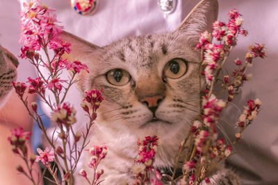 Close-up portrait of cat with pink flowers