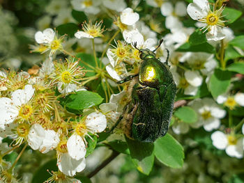 Close-up of insect on white flowering plant