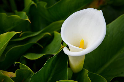 Close-up of white calla lily blooming outdoors