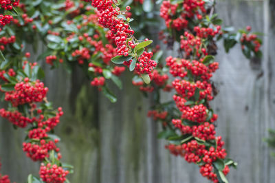 Close-up of red berries on plant