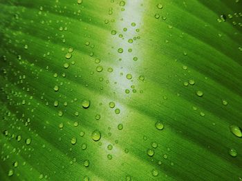Full frame shot of raindrops on leaf