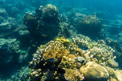 Fish swimming in sea