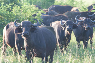 African buffaloes standing on field