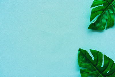 Close-up of potted plant against wall