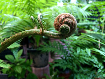 Close-up of plant