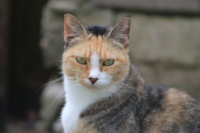 Close-up portrait of calico cat