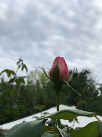 Close-up of red flower blooming against sky