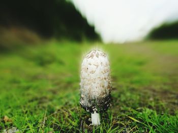 Close-up of mushroom on field