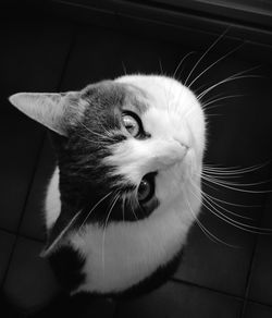 Close-up portrait of a cat