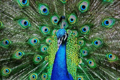 Close-up of fanned out peacock at san diego zoo