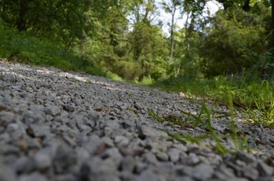 Surface level of road in forest