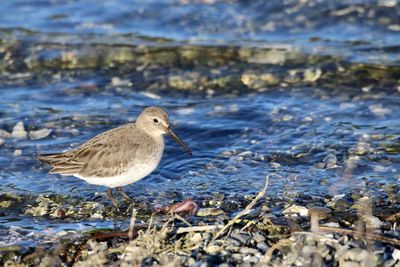 Dunlin perching on rock in sea