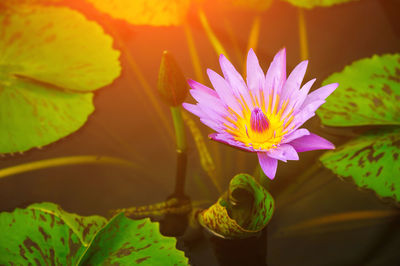 Close-up of purple water lily blooming in pond