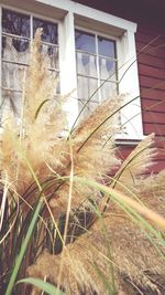 Ivy growing on house