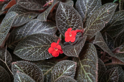 Close-up of red leaves on plant