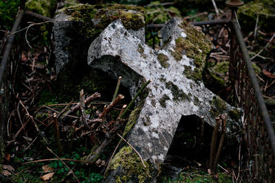 High angle view of lichen on rock in forest