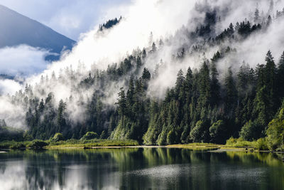 Scenic view of lake in forest
