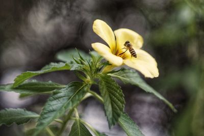 Close-up of bee on yellow flower