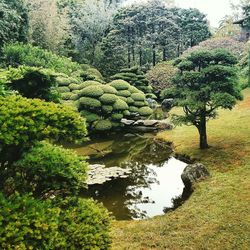 Calm pond against trees in japanese garden