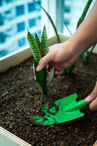 Midsection of person holding potted plant