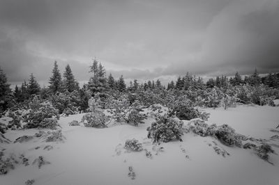 Trees on snow covered land against sky