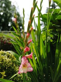 Close-up of pink flowering plant