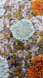 Full frame shot of lichen on rock